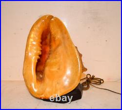 RARE EARLY 1920's HORN SPEAKER FOR RADIO MADE FROM A SEA SHELL
