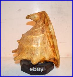 RARE EARLY 1920's HORN SPEAKER FOR RADIO MADE FROM A SEA SHELL RARE EARLY 1920's HORN SPEAKER FOR RADIO MADE FROM A SEA SHELL