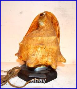 RARE EARLY 1920's HORN SPEAKER FOR RADIO MADE FROM A SEA SHELL RARE EARLY 1920's HORN SPEAKER FOR RADIO MADE FROM A SEA SHELL