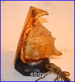 RARE EARLY 1920's HORN SPEAKER FOR RADIO MADE FROM A SEA SHELL